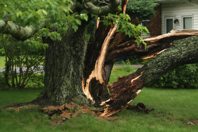 Hazardous Tree Removal In Acworth